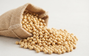 Soyabean